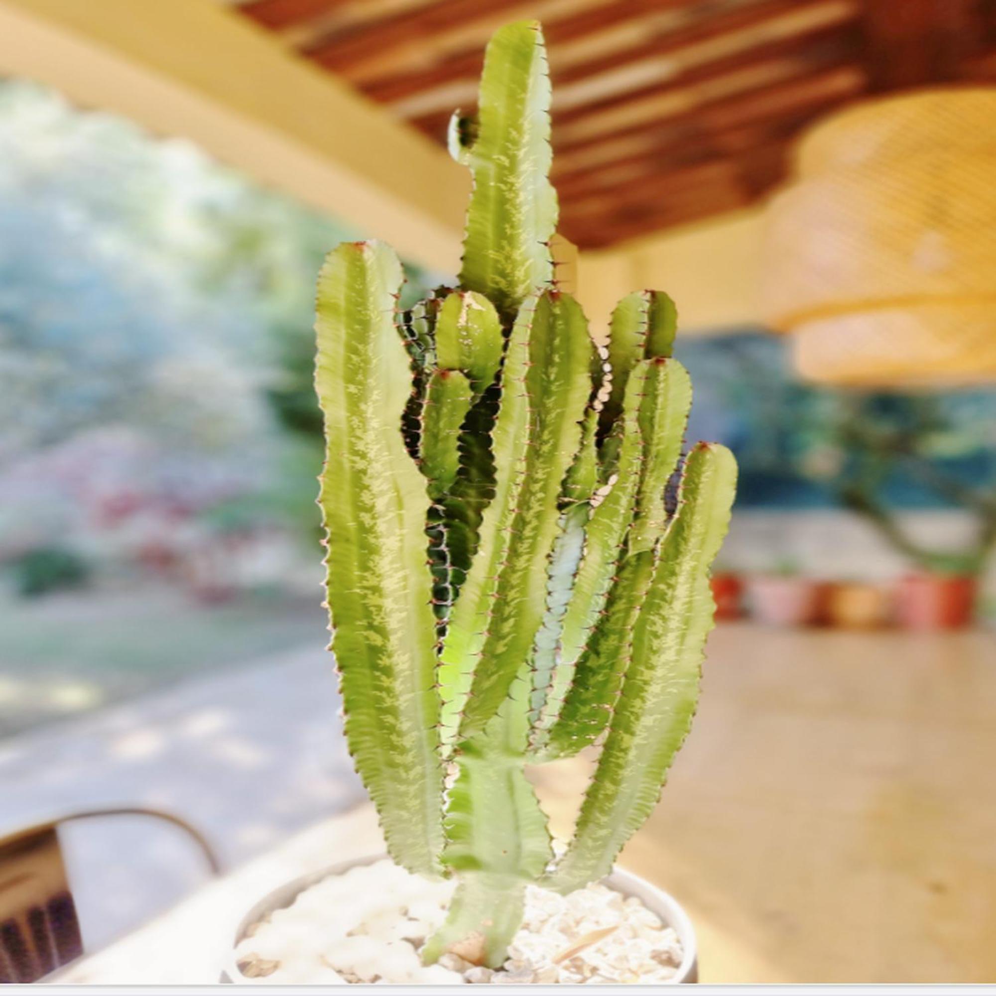 Villa Oasis En Provence Luberon Pierrevert 외부 사진